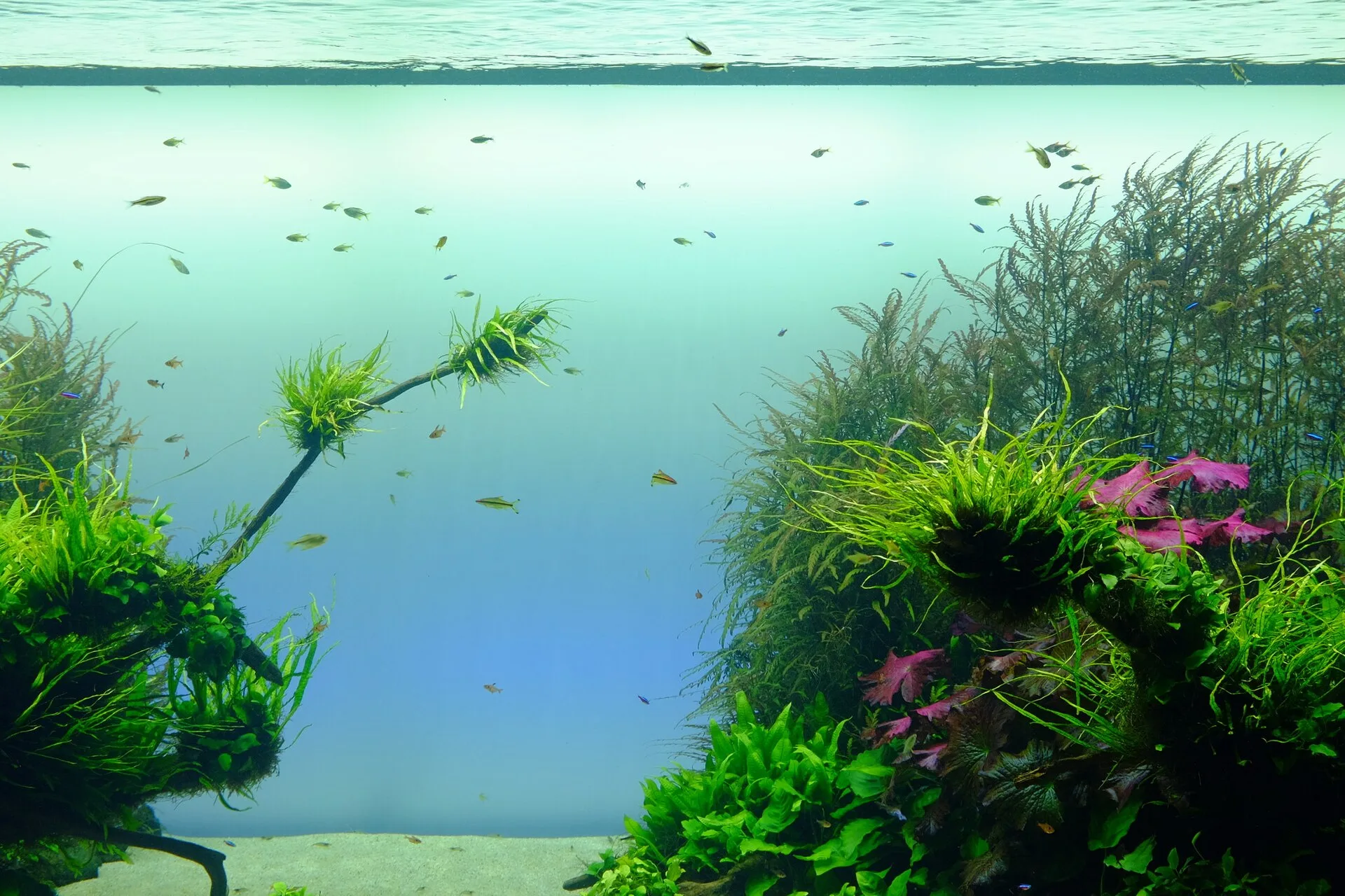 Acuario plantado (acuascape) con vegetación densa, ejemplo de lo que se puede montar en casa