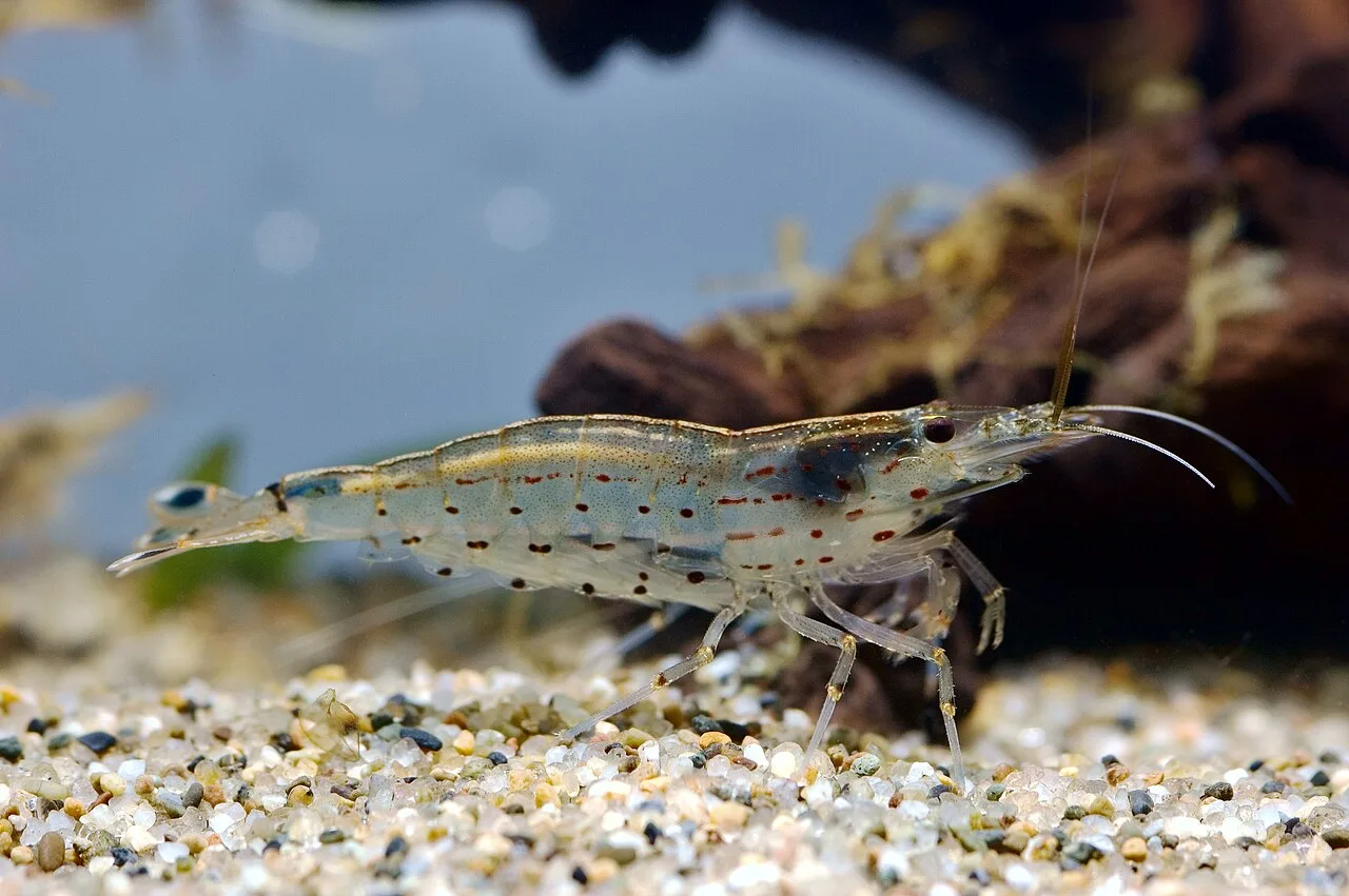 Ejemplar de Caridina multidentata