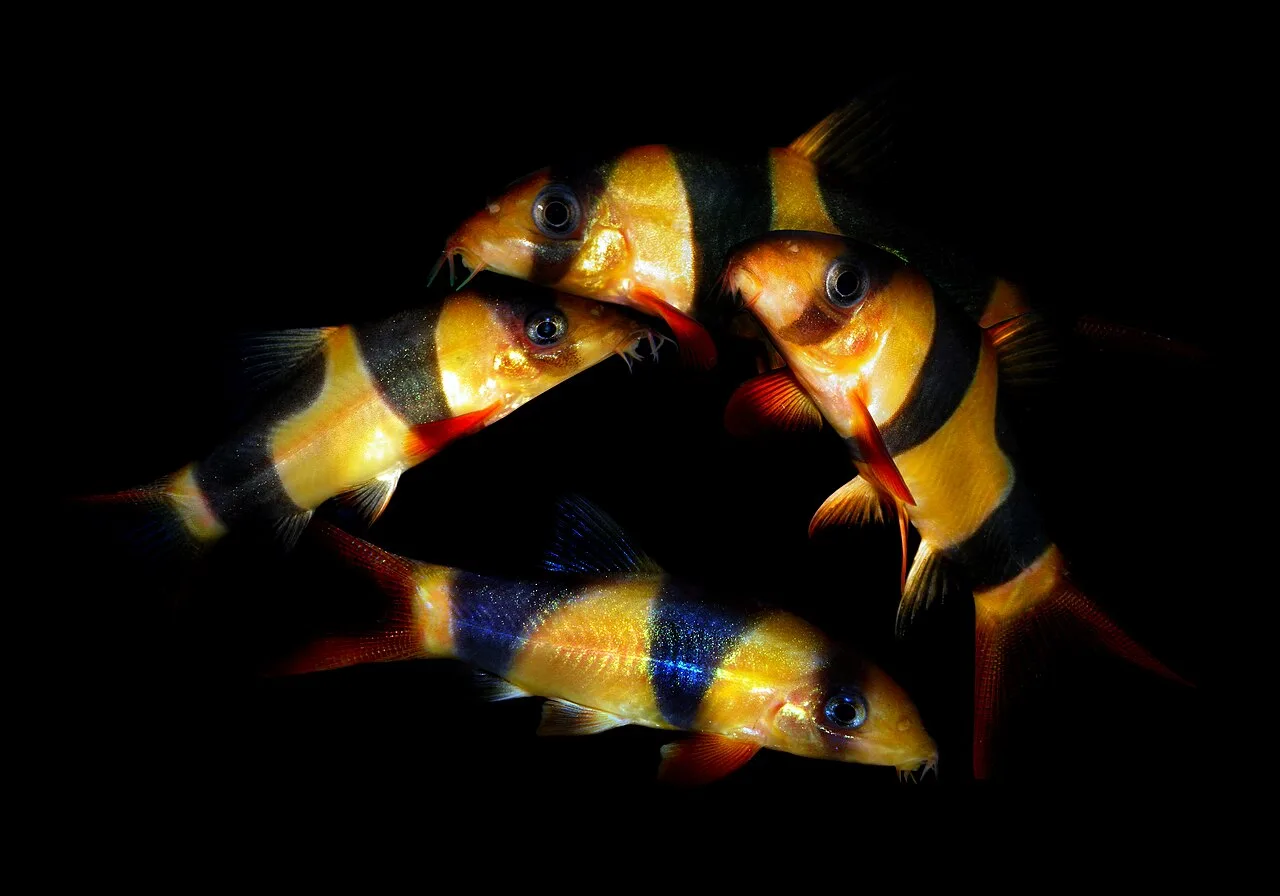 Botia payaso adulta, una de las especies que más se compra sin saber cuánto crece