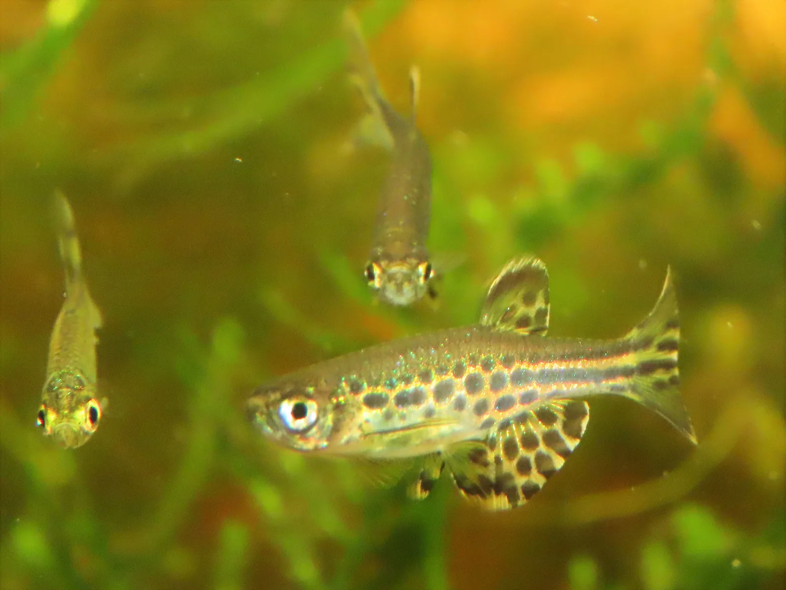 Dos machos de Danio tinwini entre plantas, con las hileras de manchas oscuras que caracterizan a la especie