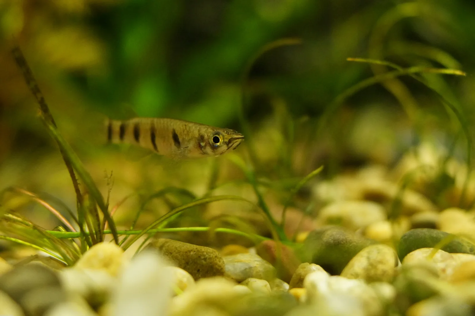 Epiplatys dageti nadando justo bajo la superficie entre plantas, con las bandas verticales oscuras del flanco