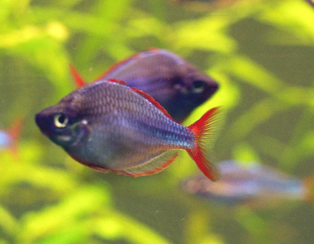 Ejemplar de Melanotaenia praecox