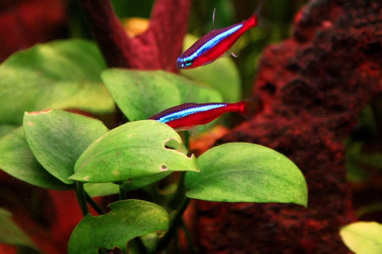Neones cardenales en un acuario de venta bien plantado