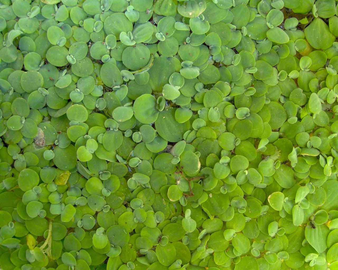 Lechuga de agua flotando en la superficie, una de las plantas catalogadas como invasoras