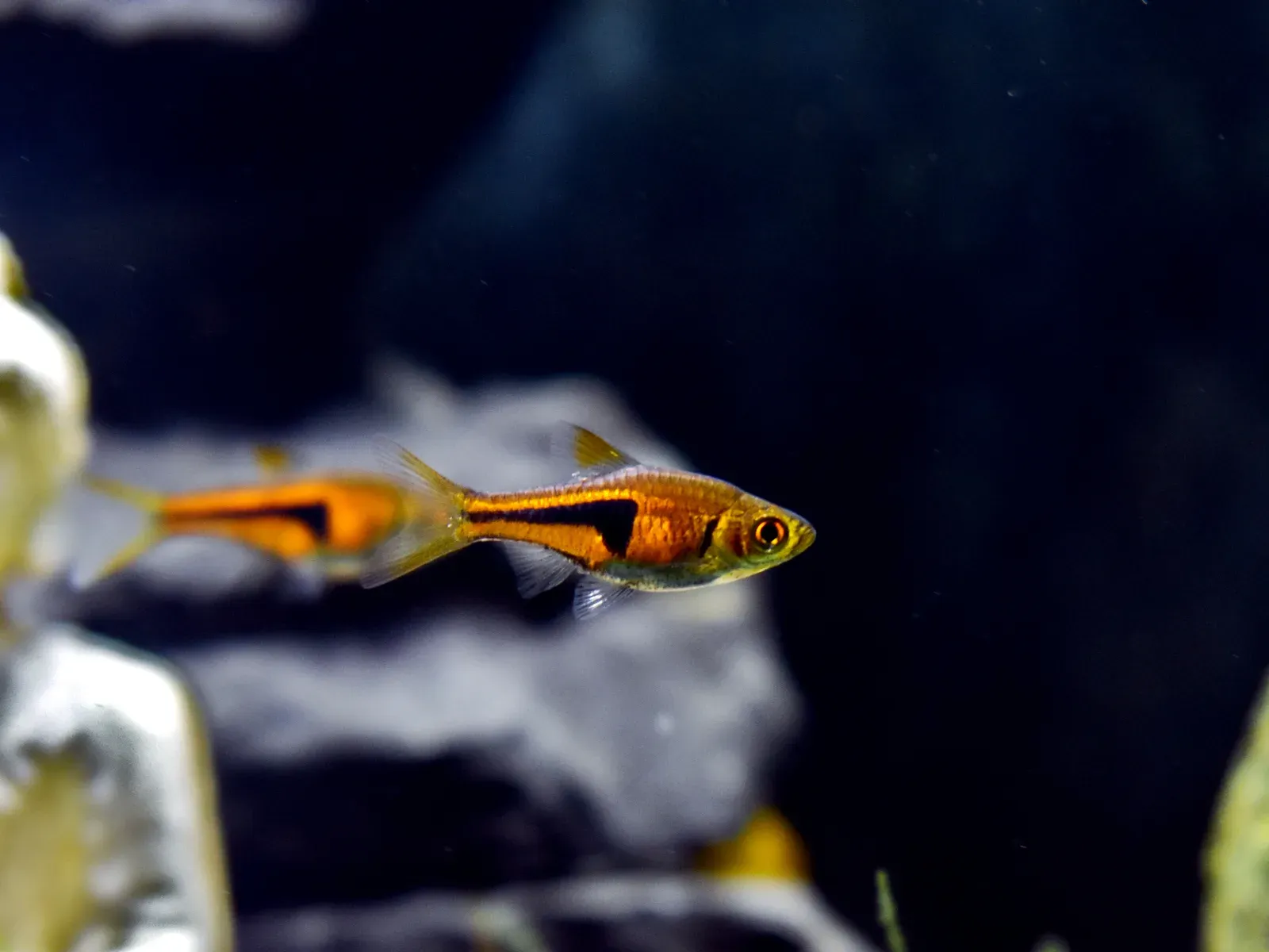 Rasbora espei (Trigonostigma espei) de perfil sobre fondo oscuro de acuario, con el cuerpo cobrizo anaranjado y la cuña negra en forma de chuleta que arranca bajo la aleta dorsal y se afila hacia el pedúnculo caudal, el rasgo que la separa de T. hengeli y T. heteromorpha.